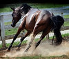 Owned by: Gena Brasher of Southern Arabians